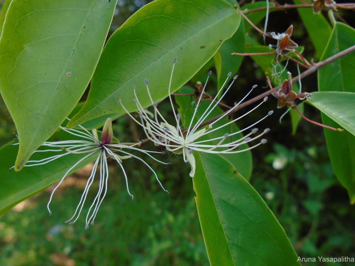 Capparis tenera Dalzell